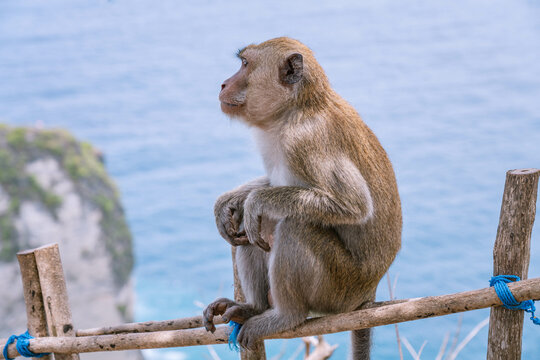 Monkey on the fence looks straight. Animals in the wild. Close up side photo with blurry blue Kelingking Beach as background, Nusa Penida, Bali, Indonesia.