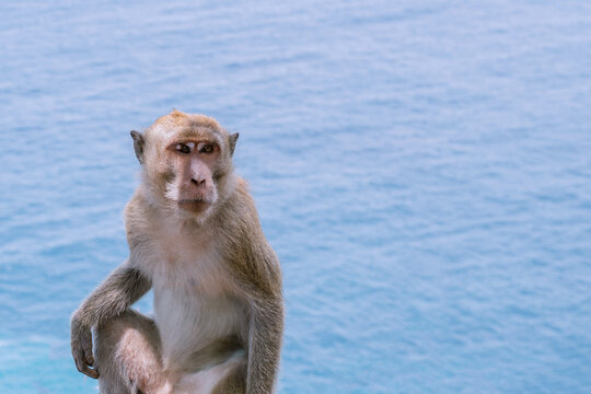 Monkey looks aside. Animals in the wild. Close up side photo with blurry blue sea and clear sky as background