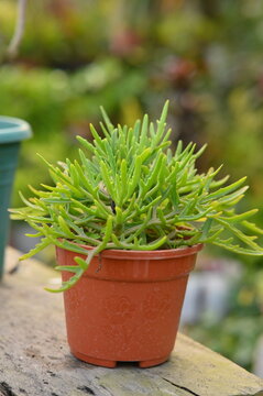 Photo succulent plant on a pot