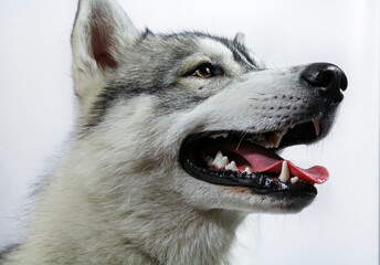 Portrait of husky dog with open mouth in profile on a white background © Nataliya
