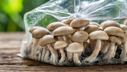 mushrooms growing in plastic bag - obrazy, fototapety, plakaty