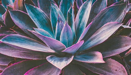 purple agave leaves background glow in the dark toned process