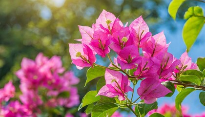 pink bougainvillea flower