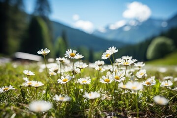 Field of daisies leading to distant mountains under a clear sky