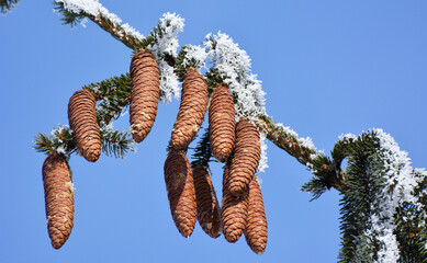 On the spruce branch hanging cones.