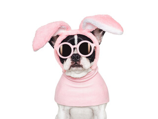 Lovable, pretty puppy and bunny ears. Close-up, studio shot. Day light. Concept of care, education,...