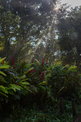 Obraz na płótnie Canvas Sunbeam falling on vegetation and flora, vertical
