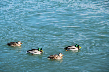 A bunch of ducks paddling in the water