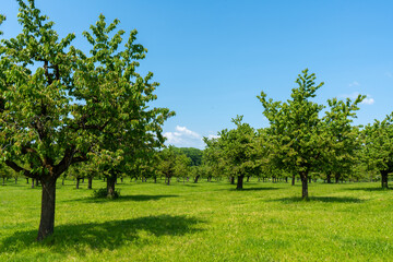 Lush green orchard in Gempen, clear sky and rolling hills.
