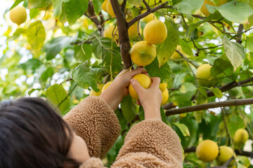Young Girl In Cozy Jacket Picking Lemons in a Verdant Garden.