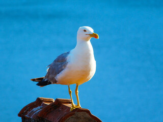 Close-op photo of seagull bird posing in front of the sea background