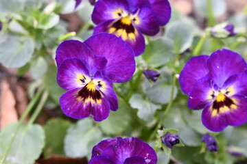Fototapeta na wymiar Fleurs violettes
