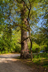 The old tree of Rozsa Sandor in Asotthalom