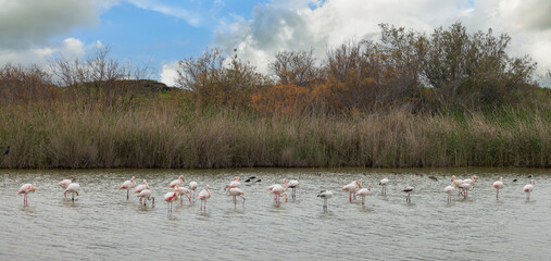  beautiful pink and gray flamingos on a background of water