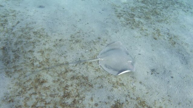 Honeycomb stingray (Himantura uarnak) feeding on the seabed