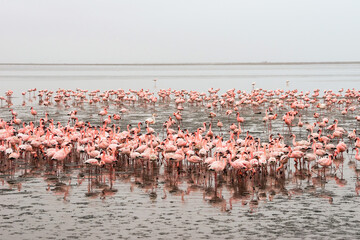 A large flock of flamingos standing in the water in shallow Atlantic oceanfront waters in Walvis...