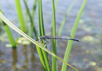 Close-up of a blue-tailed damselfly sitting on the grass near the water