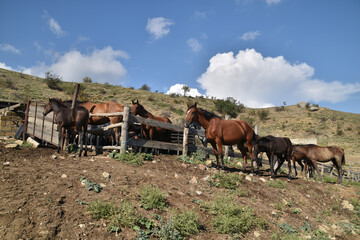 Fototapeta na wymiar Beautiful landscape with horses near a paddock