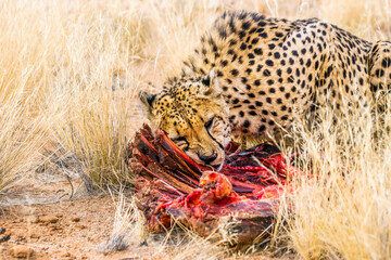 Cheetah (Acinonyx jubatus), fastest land animal, eating  zebra meat.  Solitaire ranch in Namibia,...