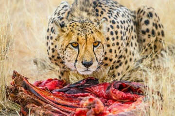 Cheetah (Acinonyx jubatus), fastest land animal, with  zebra meat.  Solitaire ranch in Namibia, where injured predators are feed and saved from death.