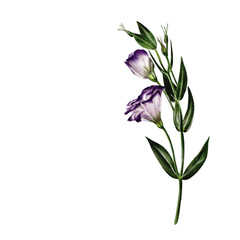 A branch with two flowers and three buds. Flowers are purple and white.