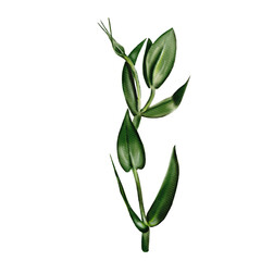 Branch with buds and leaves.