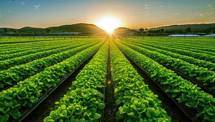 Foto auf Acrylglas Grün  Rows of lettuce plants growing in a field at sunset
