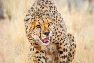 Portrait of the angry grinning cheetah with an open mouth, prepairing to leap.
