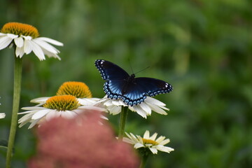 Blue butterfly on white coneflower