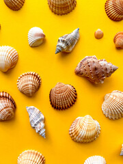 Sea shells on yellow background, summer vacation, top view 