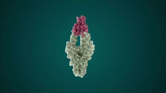Basic Protein Molecule in Continuous Rotation Looped 4K