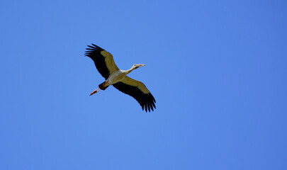 Open - billed stork in flight