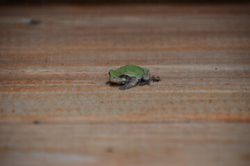 Green frog on wood