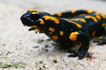 Feuersalamander, Salamandra slamandra (23)