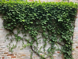 Green ivy on the wall. Generative AI.