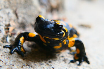Feuersalamander, Salamandra slamandra (21)