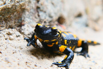 Feuersalamander, Salamandra slamandra (22)