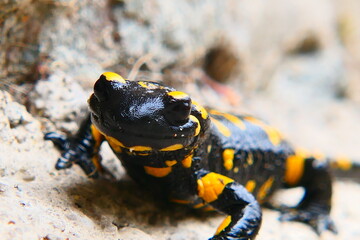 Feuersalamander, Salamandra slamandra (20)