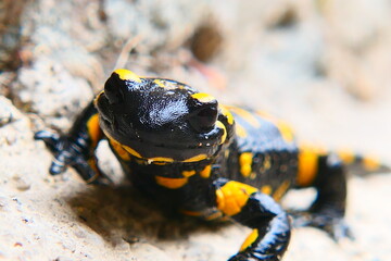 Feuersalamander, Salamandra slamandra (19)