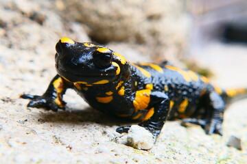 Feuersalamander, Salamandra slamandra (18)