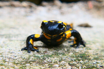 Feuersalamander, Salamandra slamandra (17)