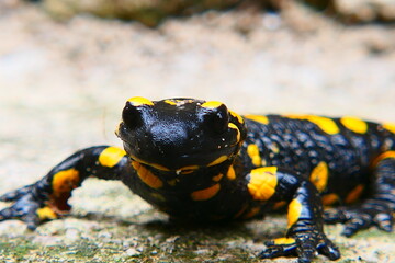Feuersalamander, Salamandra slamandra (14)