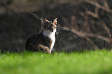 Młody kot siedzący na zielonej trawie - obrazy, fototapety, plakaty