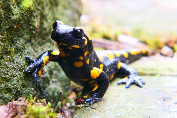 Feuersalamander, Salamandra slamandra (9)