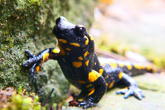 Feuersalamander, Salamandra slamandra (10)