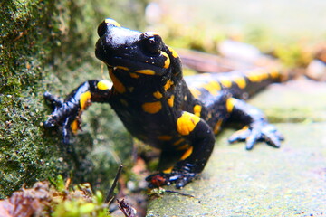Feuersalamander, Salamandra slamandra (8)