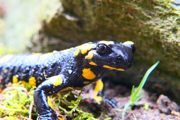 Feuersalamander, Salamandra slamandra (7)