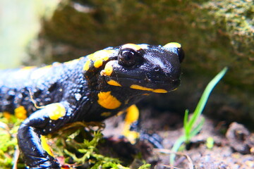 Feuersalamander, Salamandra slamandra (5)