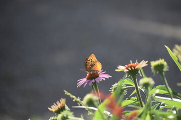 orange butterfly on purple coneflower