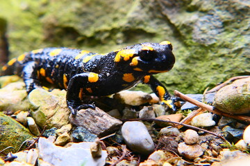 Feuersalamander, Salamandra slamandra (3)